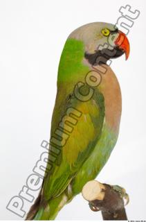 Parrot Psittacula alexandri 0029